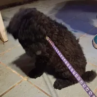 Purple collar , a female Goldendoodle and Poodle - Standard  for sale in Cleveland, TN – Photo 3 of 7