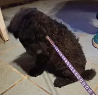 Purple collar , a female Goldendoodle and Double Doodle for sale in Cleveland, TN – Photo 3 of 7