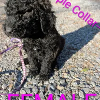 Purple collar , a female Goldendoodle and Poodle - Standard  for sale in Cleveland, TN – Photo 7 of 7