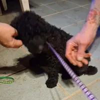 Purple collar , a female Goldendoodle and Poodle - Standard  for sale in Cleveland, TN – Photo 4 of 7