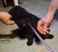 Purple collar , a female Goldendoodle and Double Doodle for sale in Cleveland, TN – Photo 4 of 7