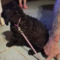 Purple collar , a female Goldendoodle and Poodle - Standard  for sale in Cleveland, TN – Photo 2 of 7