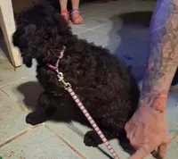 Purple collar , a female Goldendoodle and Double Doodle for sale in Cleveland, TN – Photo 2 of 7