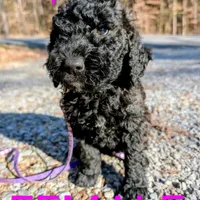 Purple collar , a female Goldendoodle and Poodle - Standard  for sale in Cleveland, TN – Photo 5 of 7