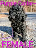 Purple collar , a female Goldendoodle and Double Doodle for sale in Cleveland, TN – Photo 5 of 7