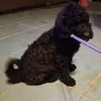 Purple collar , a female Goldendoodle and Poodle - Standard  for sale in Cleveland, TN – Photo 1 of 7