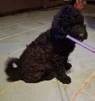 Purple collar , a female Goldendoodle and Double Doodle for sale in Cleveland, TN – Photo 1 of 7