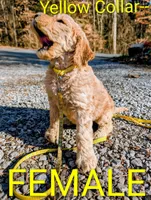 Yellow collar, a female Goldendoodle and Double Doodle for sale in Cleveland, TN – Photo 8 of 8