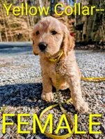 Yellow collar, a female Goldendoodle and Double Doodle for sale in Cleveland, TN – Photo 4 of 8
