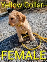 Yellow collar, a female Goldendoodle and Double Doodle for sale in Cleveland, TN – Photo 5 of 8