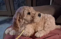 Yellow collar, a female Goldendoodle and Double Doodle for sale in Cleveland, TN – Photo 1 of 8