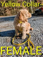 Yellow collar, a female Goldendoodle and Double Doodle for sale in Cleveland, TN – Photo 7 of 8