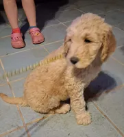 Yellow collar, a female Goldendoodle and Double Doodle for sale in Cleveland, TN – Photo 3 of 8