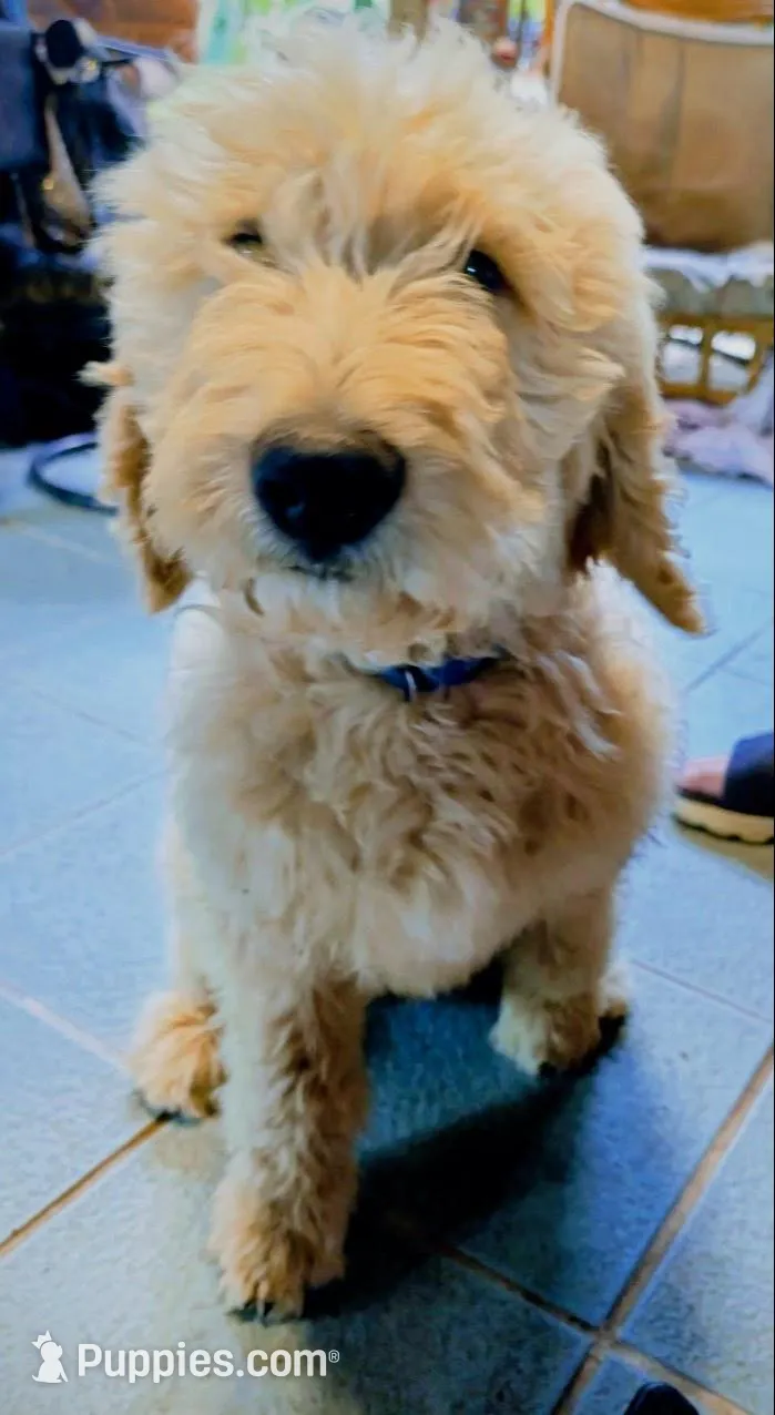 Dark blue collar Potty Trained , a male Goldendoodle and Poodle - Standard  for sale in Cleveland, TN – Photo 2 of 10