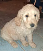 Orange collar , a male Goldendoodle and Double Doodle for sale in Cleveland, TN – Photo 5 of 8