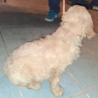 Orange collar , a male Goldendoodle and Poodle - Standard  for sale in Cleveland, TN – Photo 3 of 8