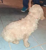 Orange collar , a male Goldendoodle and Double Doodle for sale in Cleveland, TN – Photo 3 of 8