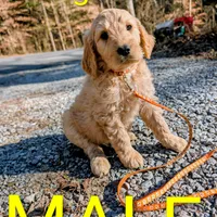 Orange collar , a male Goldendoodle and Poodle - Standard  for sale in Cleveland, TN – Photo 6 of 8