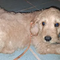 Orange collar , a male Goldendoodle and Poodle - Standard  for sale in Cleveland, TN – Photo 1 of 8