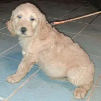 Orange collar , a male Goldendoodle and Poodle - Standard  for sale in Cleveland, TN – Photo 2 of 8