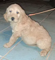 Orange collar , a male Goldendoodle and Double Doodle for sale in Cleveland, TN – Photo 2 of 8