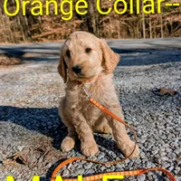 Orange collar , a male Goldendoodle and Poodle - Standard  for sale in Cleveland, TN – Photo 7 of 8