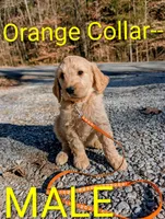 Orange collar , a male Goldendoodle and Double Doodle for sale in Cleveland, TN – Photo 7 of 8