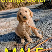 Orange collar , a male Goldendoodle and Poodle - Standard  for sale in Cleveland, TN – Photo 8 of 8