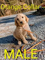 Orange collar , a male Goldendoodle and Double Doodle for sale in Cleveland, TN – Photo 8 of 8