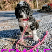 Pink collar , a female Goldendoodle and Poodle - Standard  for sale in Cleveland, TN – Photo 8 of 9
