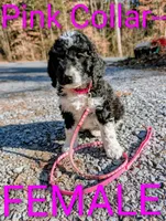Pink collar , a female Goldendoodle and Double Doodle for sale in Cleveland, TN – Photo 8 of 9