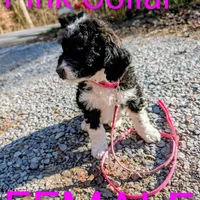 Pink collar , a female Goldendoodle and Poodle - Standard  for sale in Cleveland, TN – Photo 5 of 9