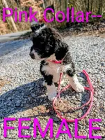 Pink collar , a female Goldendoodle and Double Doodle for sale in Cleveland, TN – Photo 5 of 9