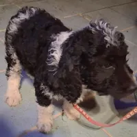 Pink collar , a female Goldendoodle and Poodle - Standard  for sale in Cleveland, TN – Photo 4 of 9