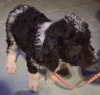 Pink collar , a female Goldendoodle and Double Doodle for sale in Cleveland, TN – Photo 4 of 9