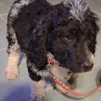 Pink collar , a female Goldendoodle and Poodle - Standard  for sale in Cleveland, TN – Photo 6 of 9