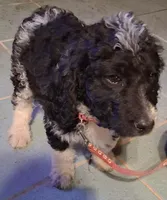 Pink collar , a female Goldendoodle and Double Doodle for sale in Cleveland, TN – Photo 6 of 9