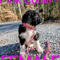 Pink collar , a female Goldendoodle and Poodle - Standard  for sale in Cleveland, TN – Photo 7 of 9