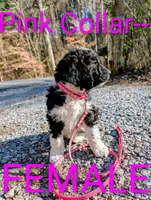 Pink collar , a female Goldendoodle and Double Doodle for sale in Cleveland, TN – Photo 7 of 9