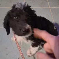 Pink collar , a female Goldendoodle and Poodle - Standard  for sale in Cleveland, TN – Photo 2 of 9