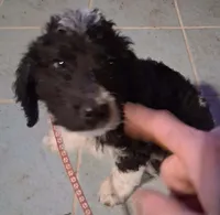 Pink collar , a female Goldendoodle and Double Doodle for sale in Cleveland, TN – Photo 2 of 9