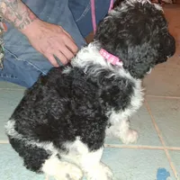 Pink collar , a female Goldendoodle and Poodle - Standard  for sale in Cleveland, TN – Photo 1 of 9