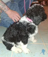 Pink collar , a female Goldendoodle and Double Doodle for sale in Cleveland, TN – Photo 1 of 9