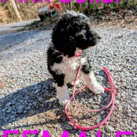 Pink collar , a female Goldendoodle and Poodle - Standard  for sale in Cleveland, TN – Photo 9 of 9