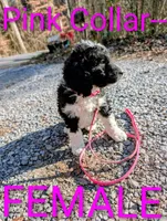 Pink collar , a female Goldendoodle and Double Doodle for sale in Cleveland, TN – Photo 9 of 9