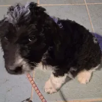 Pink collar , a female Goldendoodle and Poodle - Standard  for sale in Cleveland, TN – Photo 3 of 9