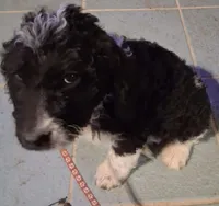 Pink collar , a female Goldendoodle and Double Doodle for sale in Cleveland, TN – Photo 3 of 9