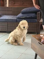 Dark blue collar Potty Trained , a male Goldendoodle and Poodle - Standard  for sale in Cleveland, TN – Photo 3 of 10