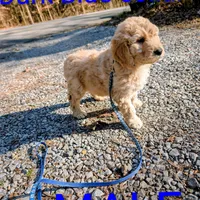 Dark blue collar, a male Goldendoodle and Poodle - Standard  for sale in Cleveland, TN – Photo 7 of 7