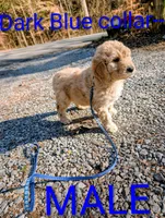 Dark blue collar, a male Goldendoodle and Double Doodle for sale in Cleveland, TN – Photo 7 of 7